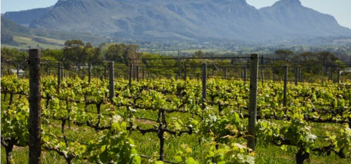 wine valley tour